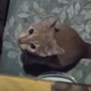 Meet your Posher, Holleigh